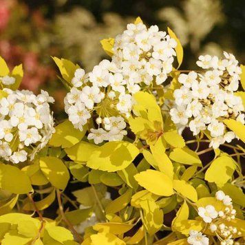 Spiraea vanhouttei 'Gold Fontain' - Спірея Вангута 'Gold Fontain' 000007386#309650    фото