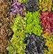 Heuchera в асортименті (Гейхера) 000007386#305049    фото 2