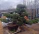 Pinus thunbergii bonsai - Сосна Тунберга 000007386#346910    фото 1