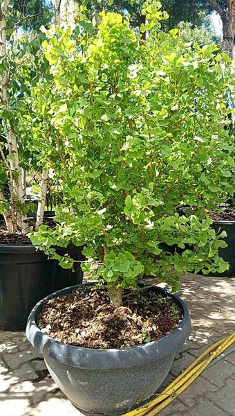 Ginkgo biloba - Гінкго дволопатеве 000000060#300919 фото
