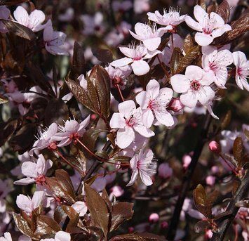 Prunus cerasifera 'Nigra' - Слива декоративна 'Nigra' 000003128#300421 фото