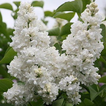 Syringa 'Madame Lemoine' - Бузок 'Madame Lemoine' 000007386#309719    фото