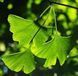 Ginkgo biloba - Гінкго дволопатеве 000000060#300919 фото 1