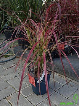 Pennisetum Advena Fireworks (Пенісетум) 000007386#347591    фото