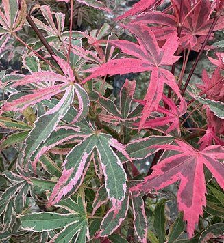 Acer palmatum 'Pink Passion' - Клен японський 'Pink Passion' 000007386#302227    фото