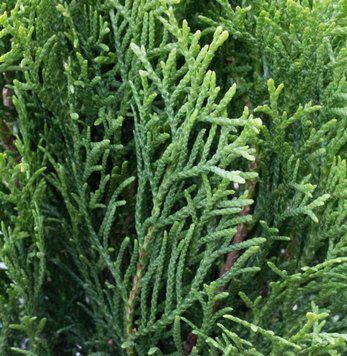 Thuja occidentalis 'Smaragd' - Туя західна 'Smaragd' 000007386#310360    фото