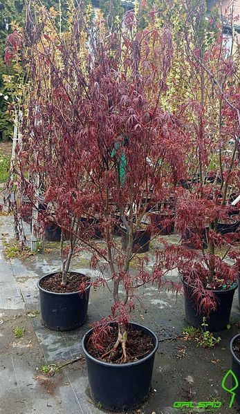 Acer palmatum 'Pink Passion' - Клен японський 'Pink Passion' 000007386#302227    фото