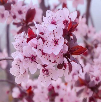 Prunus cerasifera 'Pissardii' - Слива декоративна 'Pissardii' 000007386#308820    фото
