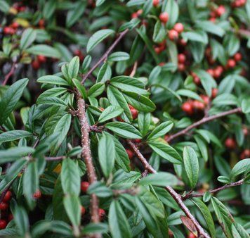Cotoneaster Parkteppich - Кизильник верболистий "Parkteppich" 000007386#304176    фото