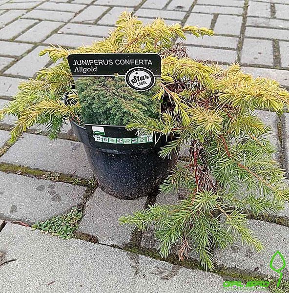 Juniperus communis "All Gold" - Ялівець звичайний "All Gold" 000007386#305500    фото