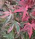 Acer palmatum 'Pink Passion' - Клен японський 'Pink Passion' 000007386#302227    фото 1