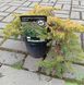 Juniperus communis "All Gold" - Ялівець звичайний "All Gold" 000007386#305500    фото 2