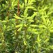 Juniperus communis "All Gold" - Ялівець звичайний "All Gold" 000007386#305500    фото 1