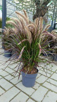 Pennisetum Advena Tiny Tails (Пенісетум) 000007386#347592    фото