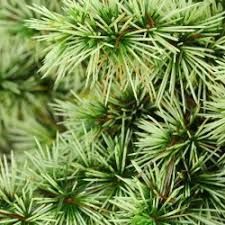 Pinus parviflora 'Chikuza-goten' - Сосна дрібноквіткова (біла) 'Chikuza-goten' 000007386#308365 фото Pinus parviflora 'Chikuza-goten' - Сосна дрібноквіткова (біла) 'Chikuza-goten' 000007386#308365 фото