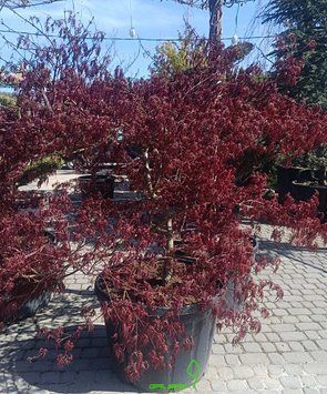 Acer palmatum 'Garnet' - Клен японський 'Garnet' 000007386#346719    фото