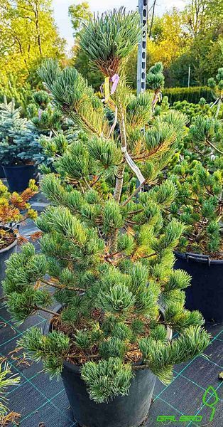 Pinus parviflora 'Chikuza-goten' - Сосна дрібноквіткова (біла) 'Chikuza-goten' 000007386#308365 фото Pinus parviflora 'Chikuza-goten' - Сосна дрібноквіткова (біла) 'Chikuza-goten' 000007386#308365 фото