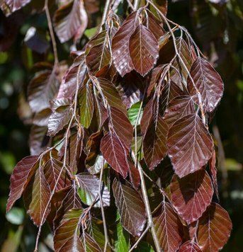 Fagus sylvatica 'Purple Fontain" - Бук лісовий 'Purple Fontain" 000000343#000003592 фото