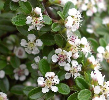 Cotoneaster suecicus 'Skogholm' - Кизильник гібридний 'Skogholm' 000007386#304205    фото
