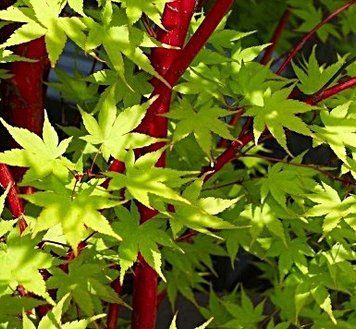 Acer palmatum 'Sangokaku' - Клен японський 'Sangokaku' 000007386#346721    фото