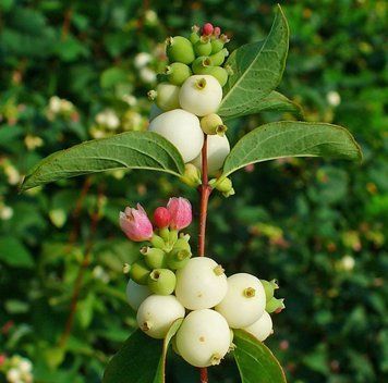 Symphoricarpos albus - Сніжноягідник білий 000007386#309705    фото