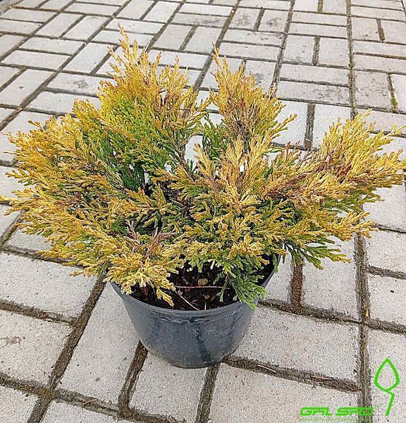 Juniperus horizontalis 'Lime Glow' - Ялівець горизонтальний 'Lime Glow' 000007386#305589    фото