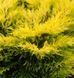 Juniperus horizontalis 'Lime Glow' - Ялівець горизонтальний 'Lime Glow' 000007386#305589    фото 1