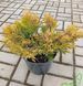 Juniperus horizontalis 'Lime Glow' - Ялівець горизонтальний 'Lime Glow' 000007386#305589    фото 2