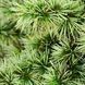 Pinus parviflora 'Chikuza-goten' - Сосна дрібноквіткова (біла) 'Chikuza-goten' 000007386#308365    фото 1