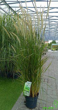 Pennisetum 'Fairy Tails' (Пенісетум) 000007386#347593    фото