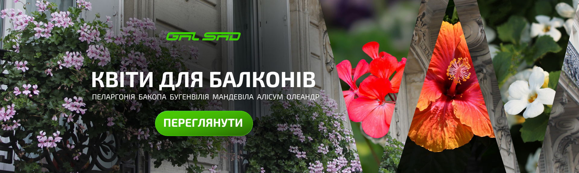 Балконові квіти
