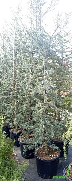 Cedrus atlantica "Silberspitz" - Кедр атласький "Silberspitz" 000007386#346934    фото