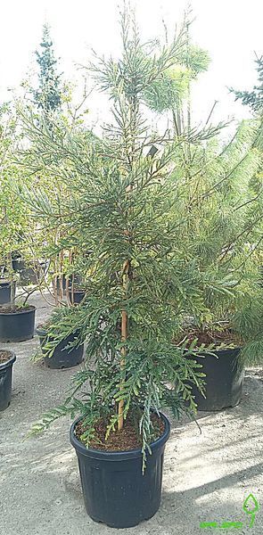 Sequoia sempervirens "Adpressa" - Секвоя вічнозелена "Adpressa" 000007386#346913    фото