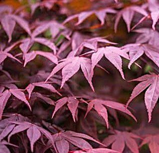 Acer palmatum 'Bloodgood' - Клен японський 'Bloodgood' 000007386#302148    фото