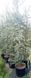 Cedrus atlantica "Silberspitz" - Кедр атласький "Silberspitz" 000007386#346934    фото 2