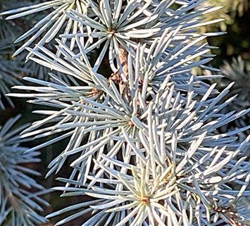 Cedrus atlantica "Silberspitz" - Кедр атласький "Silberspitz" 000007386#346934    фото