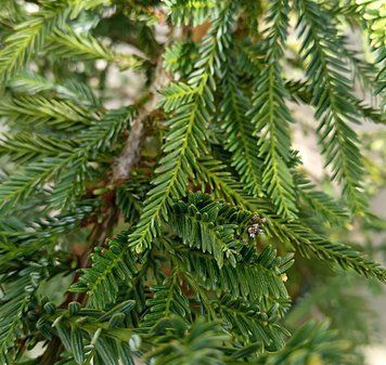 Sequoia sempervirens "Adpressa" - Секвоя вічнозелена "Adpressa" 000007386#346913    фото