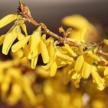 Forsythia intermedia "Courtalyn" - Форзиція проміжна "Courtalyn" 000007386#304798    фото