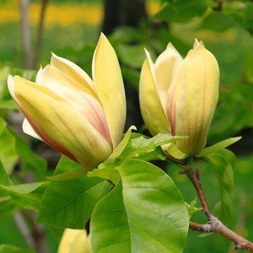 Magnolia "Judy Zuk" - Магнолія "Judy Zuk" 000007386#312584    фото