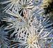 Cedrus atlantica "Silberspitz" - Кедр атласький "Silberspitz" 000007386#346934    фото 1