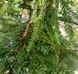 Sequoia sempervirens "Adpressa" - Секвоя вічнозелена "Adpressa" 000007386#346913    фото 1