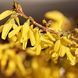 Forsythia intermedia "Courtalyn" - Форзиція проміжна "Courtalyn" 000007386#304798    фото 1