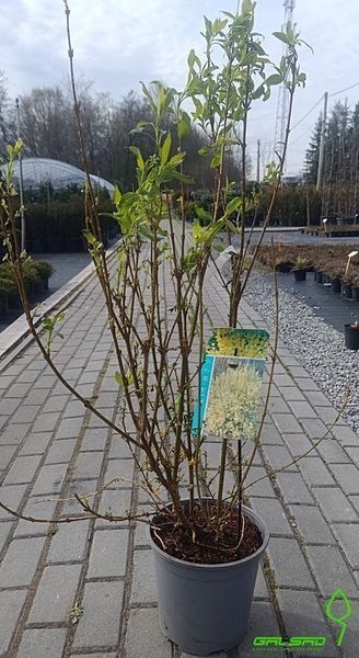 Forsythia intermedia 'Lynwood' - Форзиція проміжна 'Lynwood' 000002894#000003466 фото