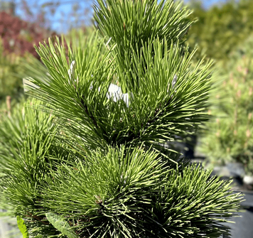 Pinus thunbergii - Сосна Тунберга 000007386#346876    фото