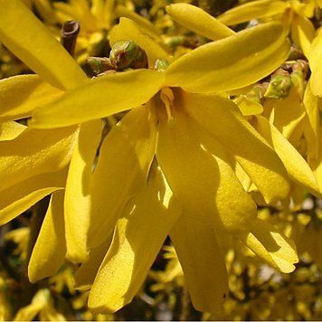 Forsythia intermedia 'Lynwood' - Форзиція проміжна 'Lynwood' 000002894#000003466 фото
