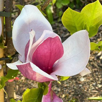 Magnolia 'March till Frost" - Магнолія 'March till Frost" 000007386#306402    фото