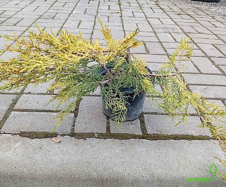 Juniperus media 'Gold Star' - Ялівець середній 'Gold Star' 000007386#305643    фото