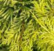 Juniperus media 'Gold Star' - Ялівець середній 'Gold Star' 000007386#305643    фото 1