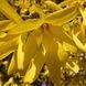 Forsythia intermedia 'Lynwood' - Форзиція проміжна 'Lynwood' 000002894#000003466 фото 1