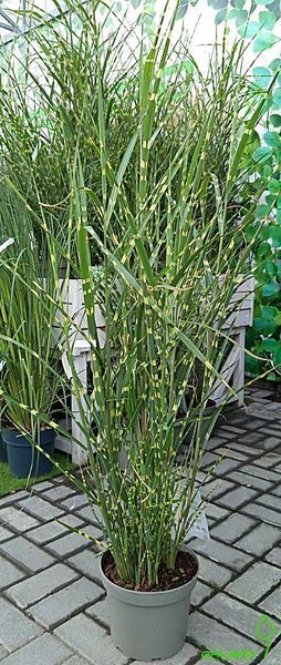 Miscanthus sinensis 'Zebrinus' (Міскантус) 000007386#306726    фото